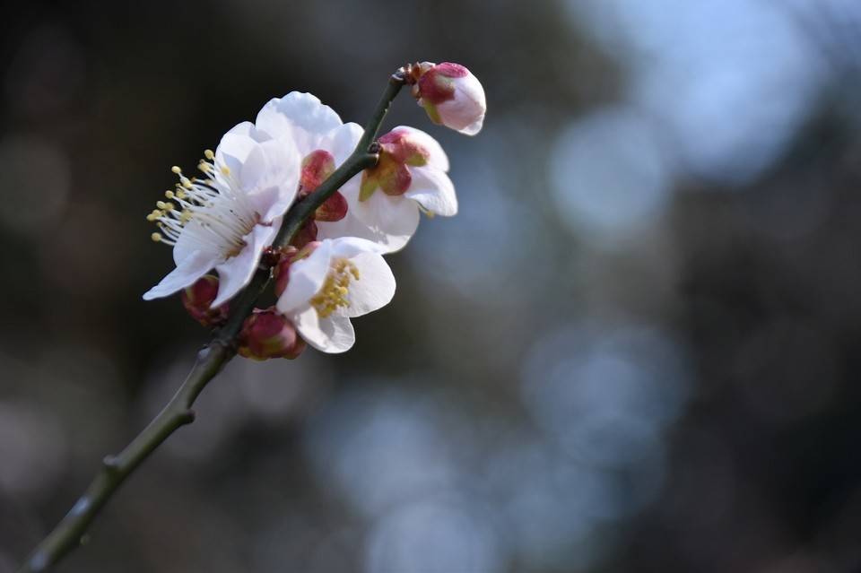 ウメ 開花情報の写真