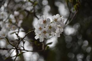 横浜市児童遊園地　桜開花情報