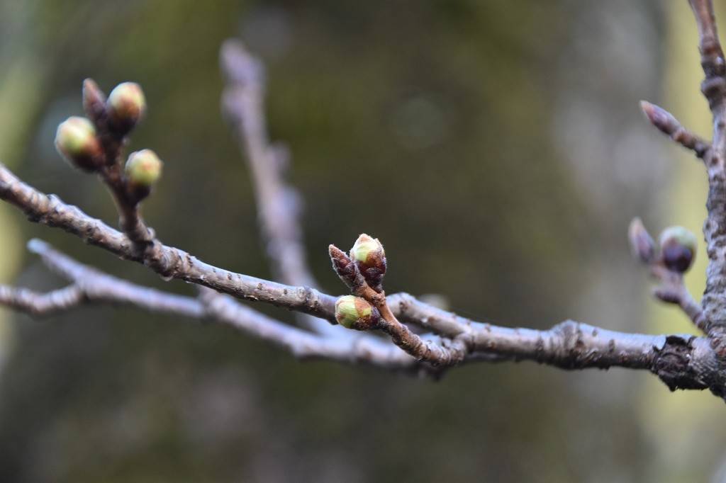 つぼみが膨らんでいますの写真