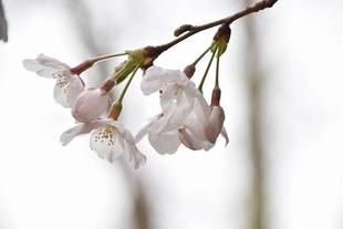 横浜市児童遊園地　桜開花情報