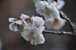 ウメ　開花情報