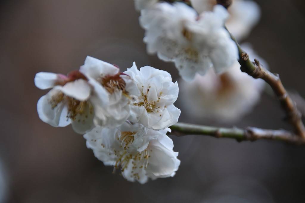 ウメ 開花情報の写真