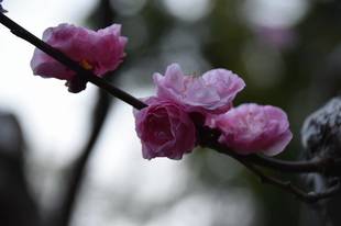 ウメ　開花情報