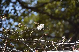 ソメイヨシノが開花しました！