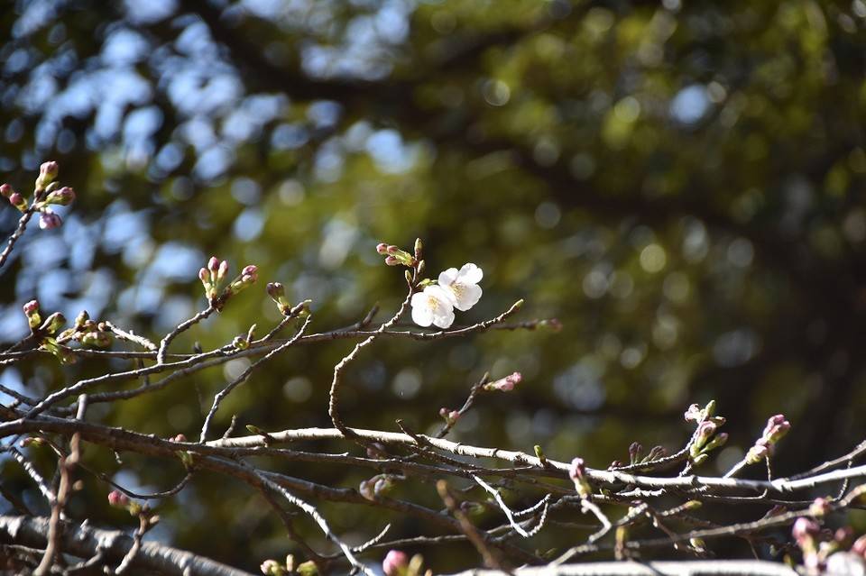 ソメイヨシノが開花しました！の写真