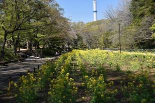 横浜市児童遊園地　桜開花情報
