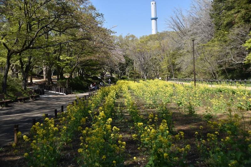横浜市児童遊園地 桜開花情報の写真
