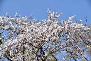 横浜市児童遊園地　桜開花情報