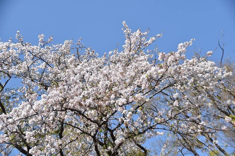 横浜市児童遊園地 桜開花情報の写真
