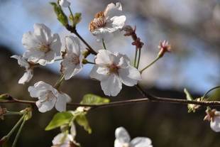 横浜市児童遊園地　桜開花情報