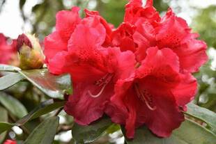 ツツジが咲き始めました！！