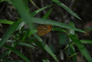 森林生態学研修の様子