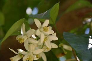 夏みかんの花