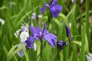 カキツバタが満開です！！