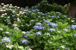 見頃のアジサイ