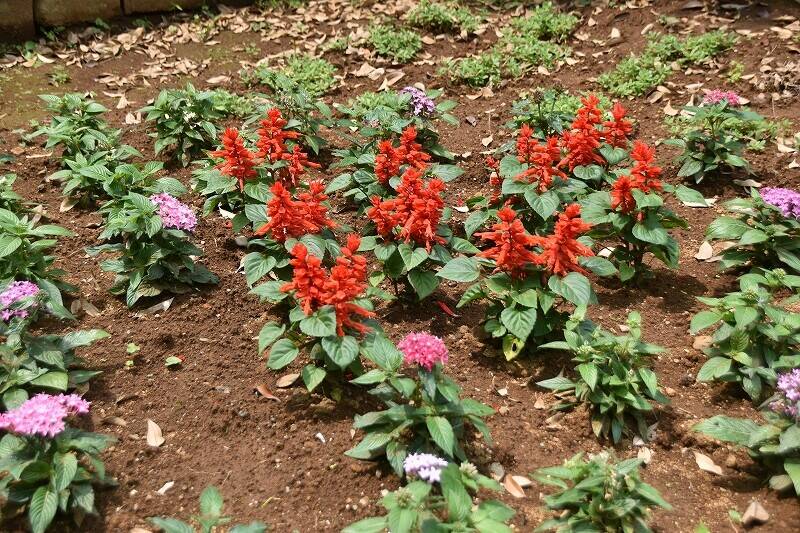 花壇の植替えの写真