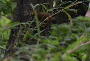 ガビチョウvsヒヨドリ