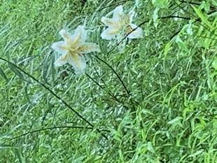 ヤマユリが咲きました！