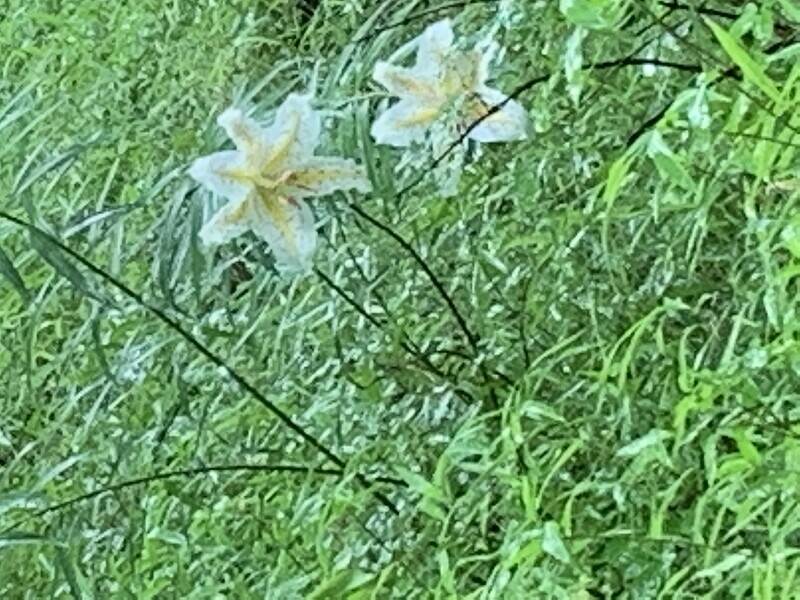 ヤマユリが咲きました!の写真