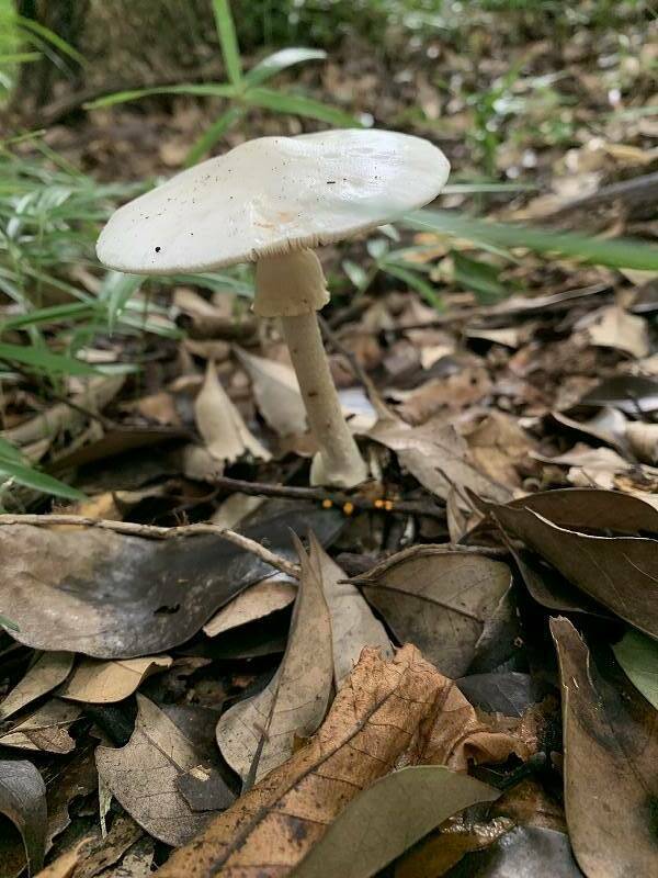 梅雨時の生きものたちの写真