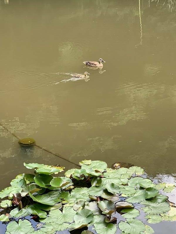 大きく育ちました!の写真