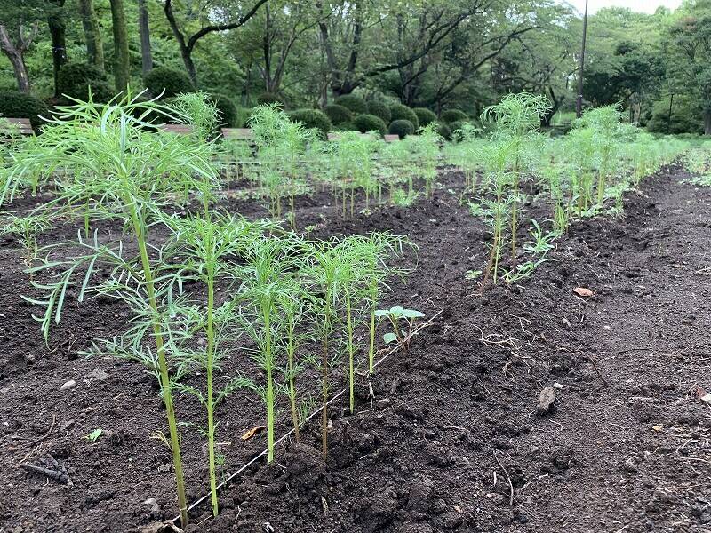 花畑まであと少し!!の写真