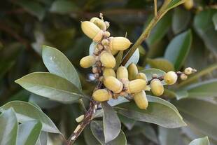 2年目のドングリ