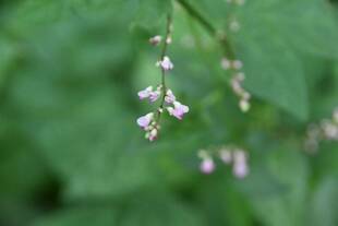 あ！ヘ◯、見つけた！！