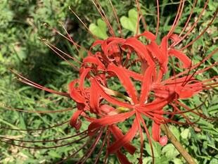 ヒガンバナが咲いています