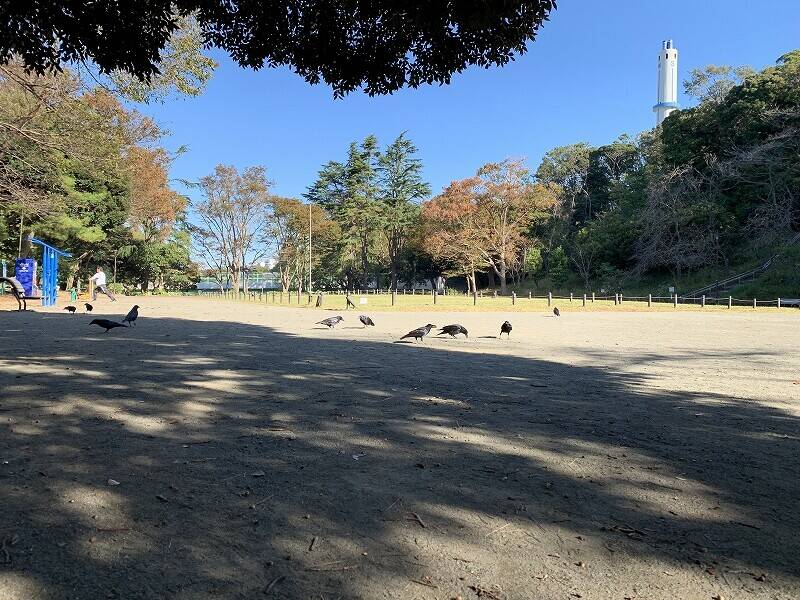 秋の味覚の写真