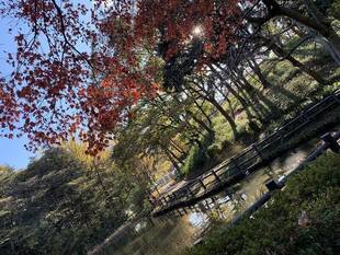 紅葉を見に行こう