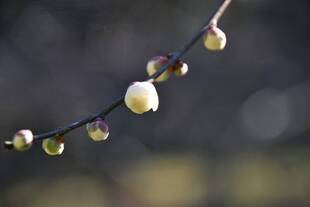 ウメ　開花情報