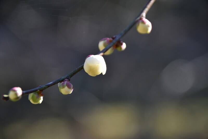 ウメ 開花情報の写真