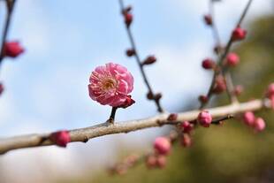 ウメが咲きはじめました