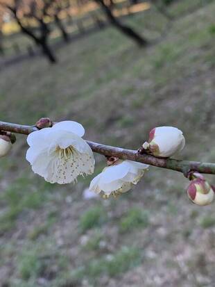 ウメ　開花情報