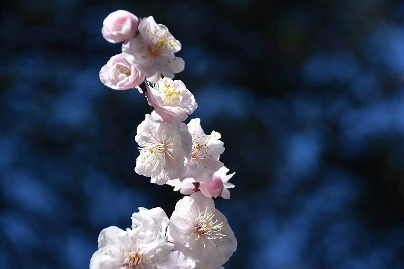 ウメ 開花情報の写真