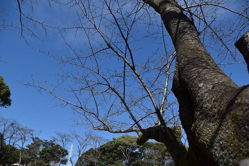 桜の開花情報をスタートしますの写真