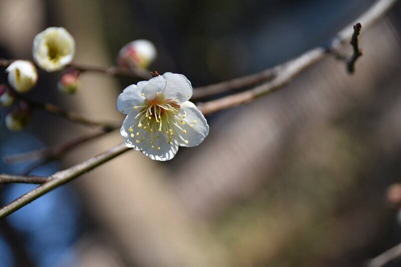 ウメ 開花情報の写真