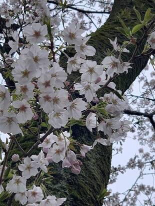 桜開花情報　3月30日