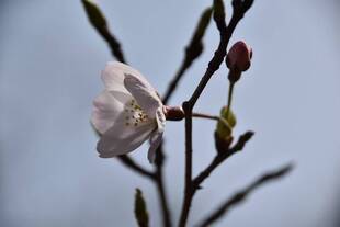 桜開花情報　3月22日