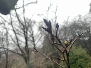 つぼみがふくらんでいます