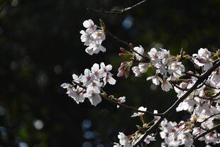 桜開花情報　3月26日