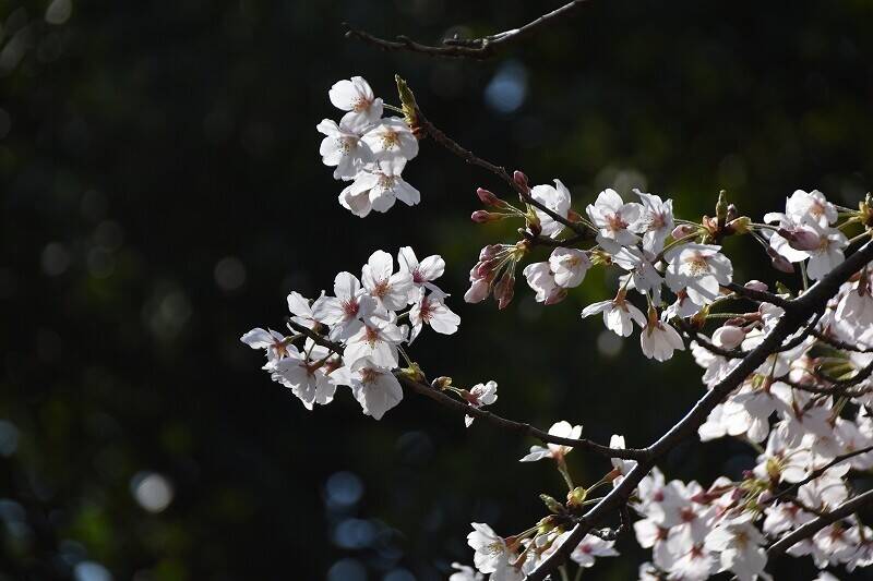 桜開花情報 3月26日の写真