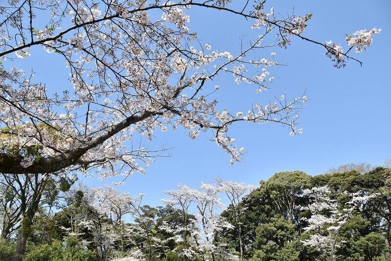桜開花情報 4月2日の写真