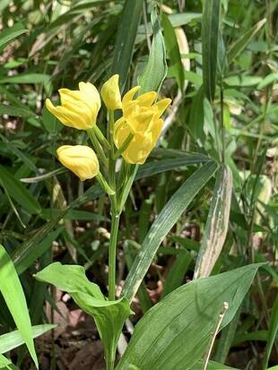 キラリと光る花