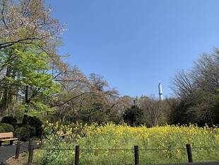 桜開花情報　4月6日