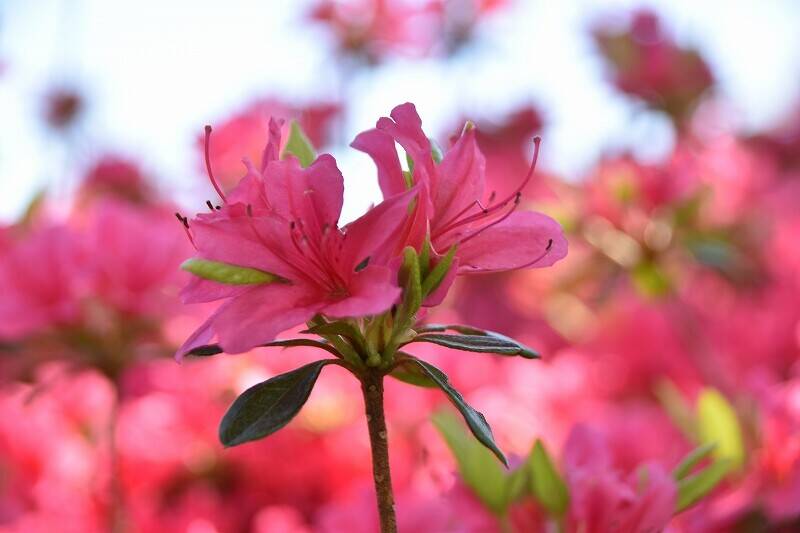 ツツジが咲き始めましたの写真