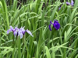 カキツバタ開花中