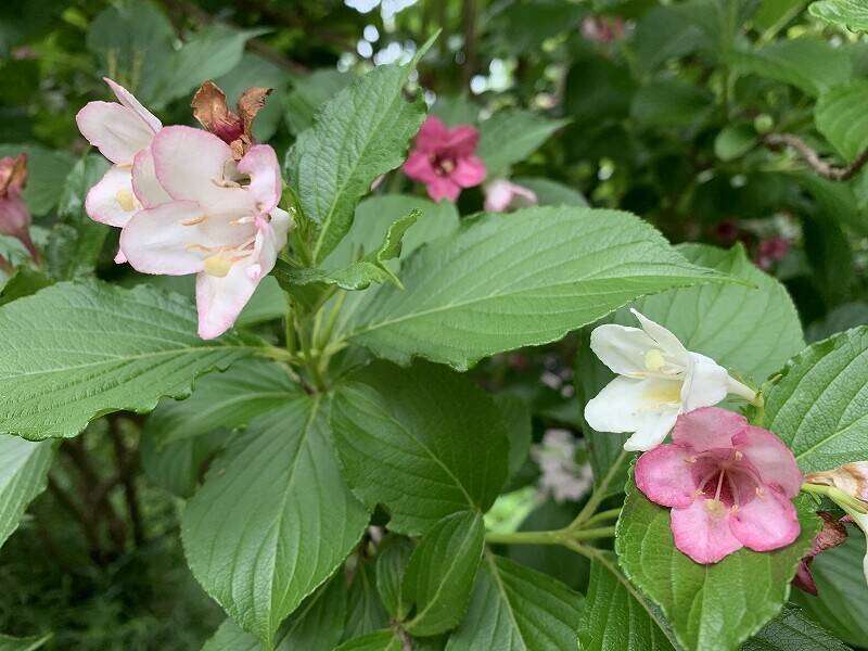 旬の花の写真
