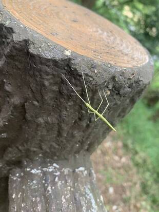 昆虫観察のとっておきポイント